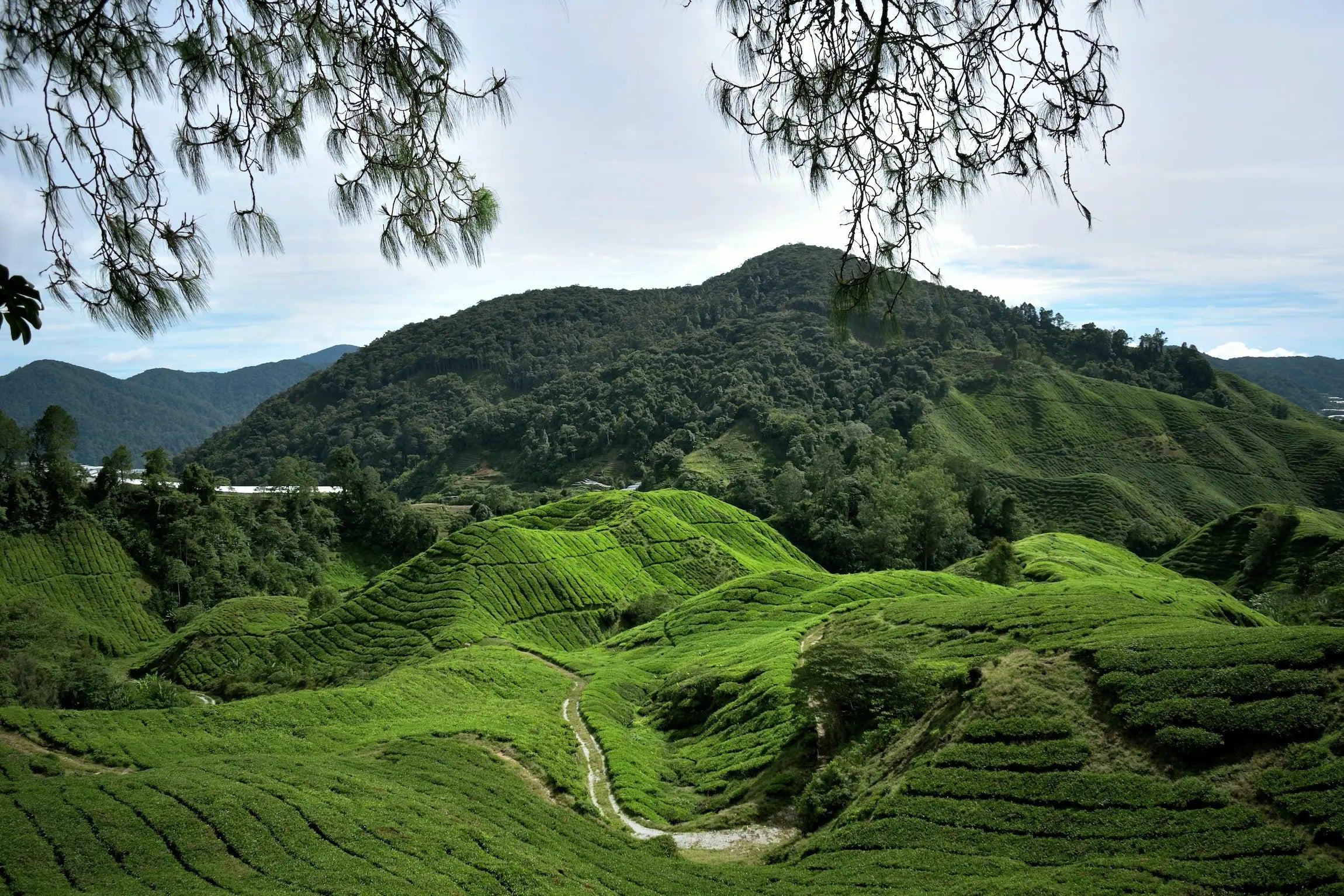 Matcha Plantage 
